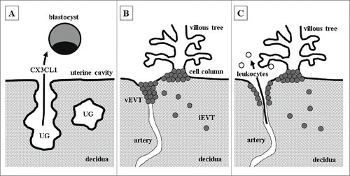 Figure 3. Potential roles of fractalkine at different stages of pregnancy (A) Uterine glands (UG) secrete fractalkine (CX3CL1), which may prime the blastocyst for adhesion to the uterine epithelium and subsequent implantation. (B) After implantation, extravillous trophoblasts (EVT) detach from cell columns and start to invade as interstitial extravillous trophoblasts (iEVT) the decidua. Endovascular extravillous trophoblasts (vEVT) invade uteroplacental arteries and plug them. Fractalkine, either released by decidualized stromal cells, uterine natural killer cells, macrophages or EVT itself, may enhance invasion of vEVT in a paracrine and autocrine manner. (C) Dissolution of endovascular trophoblast plugs at the end of first trimester enables maternal blood flow into the intervillous space. Placental fractalkine, located on the surface of syncytiotrophoblast, mediates adhesion of maternal leukocytes to placental villi.