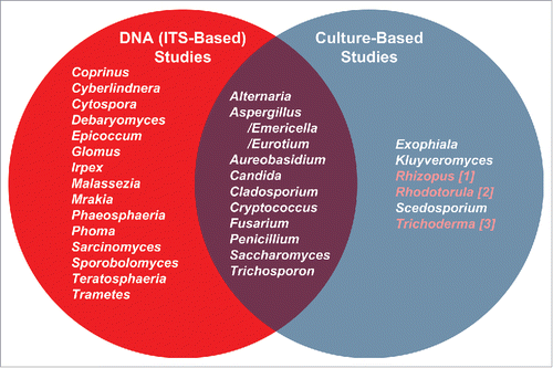 Figure 2. Comparison of oral mycobiome members (genus-level) as identified by molecular and culture-based approaches. Most prevalent oral genera (appearing in ∼20% of subejcts in Ghannoum et al.Citation4 and Dupuy et al.Citation5) DNA sequencing studies are in the left circle. Those studiesCitation38,41,42,44 appear in the right circle. The overlap in the Venn diagram illustrates the fungal genera identified by both approaches. Highlighted genera in the culture-based list are those present in our saliva data set but at less than 20% frequency.Citation5 The molecular studies were conducted on systemically healthy individuals, while culture-based studies included both healthy and cancer patients. Samples in the molecular studies included oral rinses and unstimulated saliva, while samples for the cultivation studies included oral rinses, mucosal swabs and contents of infected root canals. Despite these differences, there is great agreement between the molecular surveys and cultivation studies with most taxa detected by cultivation also seen molecularly.