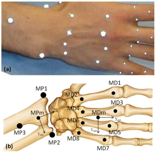 Figure 1 (a) Location of skin-fixed markers on the dorsal face of the wrist joint. (b) Computation of the coordinate systems located from marker locations in the proximal and the distal segments.