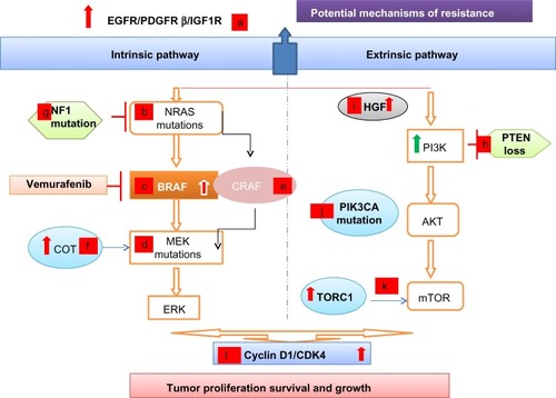 Figure 2 Resistance to BRAF inhibitors: intrinsic and extrinsic mechanisms.