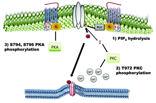Figure 3. Negative regulatory mechanisms of TRPC4 and TRPC5 channels. Phosphorylation of TRPC4 and TRPC5 channels by PKA and PKC works as an inactivation pathway of TRPC4 and TRPC5 channels. On the other hand, PtdIns(4,5)P2 hydrolysis negatively regulates TRPC4 and TRPC5.