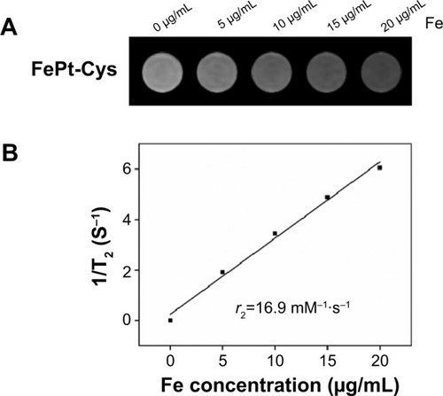 Figure 6 MR contrast imaging of FePt-Cys NPs.Notes: (A) The T2-weighted MR images of FePt-Cys NPs at different Fe concentrations. (B) T2 relaxation rates (1/T2) plotted against the Fe concentration of FePt-Cys NPs.Abbreviations: FePt-Cys, l-cysteine coated FePt; MR, magnetic resonance; NPs, nanoparticles; r2, relaxation rate.