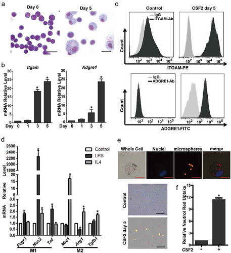 Figure 1. The mEB8-ER cells can differentiate to functional macrophages. (a-c) The mEB8-ER cells were incubated with CSF2 (2 ng/mL) for the indicated days. The morphological changes were evaluated by Wright-Giemsa staining. Bar: 20 μm (a). ITGAM and ADGRE1 were chosen as macrophage markers, and their mRNA or protein levels were quantified by real-time PCR (b) or flow cytometry (c), respectively. (d) After 5 days of induction with CSF2 (2 ng/mL), the mEB8-ER cells were stimulated with 200 ng/mL LPS or 20 ng/mL IL4 for 24 h, the mRNA levels of M1 and M2 macrophage markers (as indicated) were detected with real-time PCR. (e) After 5 days of induction with CSF2 (2 ng/mL), the phagocytosis of these mEB8-ER cells were tested by phagocytosis assay with fluorescent microspheres. Merged panel indicates overlapping images of the 3 signals. Red bar: 10 µm; black bar: 100 μm. (f) After 5 days of induction with CSF2 (2 ng/mL), the phagocytosis was quantified by neutral red uptake assay. All values were normalized to the level (=1) in cells without CSF2 treatment or controls. *P < 0.05. All experiments were repeated 3 times with similar results, and all values were shown as means ± SEM of 3 independent experiments.