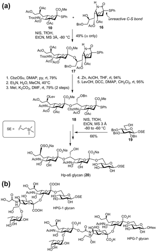 Fig. 5. (a) Synthesis of Hp-s6 glycan. (b) Structures of HPG-1 and HPG-7 glycans.