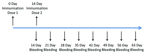 Figure 3. Timeline of mouse and rats immune procedures.