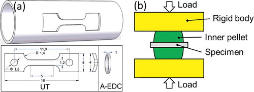 Figure 3. (a) Geometries and sizes of samples in UT and A-EDC tests (unit: mm); (b) the test configuration of A-EDC test.
