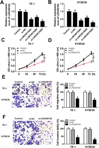 Figure 2 LINC00152 knockdown affected cell proliferation ability, migration ability and invasion ability in ESCC cells. (A, B) Three siRNAs targeting LINC00152 (si-LINC00152#1, si-LINC00152#2 and si-LINC00152#3) and si-NC was transfected into TE-1 and KYSE30 cells to examine the knockdown efficiency. (C–F) The TE-1 and KYSE30 cells were transfected with control, si-NC or si-LINC00152. (C, D) The cell proliferation ability was measured by CCK8 assay. (E, F) The migration and invasion abilities were evaluated via Transwell assay. *P<0.05.