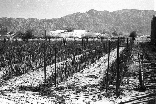 Figure 3. North of Eilat farmers of the village of Yutvata find a way to develop a prosperous agriculture using salty water to grow vegetables all year around and a sophisticated dairy farm (original description). Dan Hadani, Agriculture in the Negev Desert, 1969. Copyright, the National Library of Israel. From the collection of the National Library of Israel, courtesy of the Dan Hadani Collection, the Pritzker Family National Photography Collection.