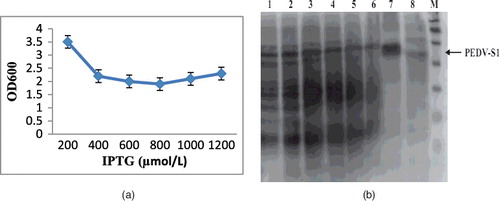 Figure 5. Growth vs. inducer concentration. (a) Effect of IPTG concentration on the final growth of E. coli cells expressing PEDV-S1. As the concentration of IPTG increases up to 400 lM, the final growth decreases proportionally. (b) SDS-PAGE analysis of effect of inducer concentration on the overexpression of PEDV-S1. Here, effect of 0–1000 μM IPTG was examined. Lane M, Protein marker; lane 1, 0 μmol/L; lane 2, 10 μmol/L; lane 3, 25 μmol/L; lane 4, 50 μmol/L; lane 5, 100 μmol/L; lane 6, 250 μmol/L; lane 7, 500 μmol/L; lane 8, 1000 μmol/L.