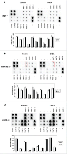 Figure 3. DHEA did not alter the secretion of MMPs and TIMPs. Cells were cultured without (Control) and with 100 μM of DHEA, and the secretome was collected and processed after 48 h according to materials and methods. The secretion of MMP-1, MMP-2, MMP-3, MMP-8, MMP-9, MMP-10, MMP-13, TIMP-1, TIMP-2 and TIMP-4 was determined mediating the human matrix metalloproteinase antibody array C1, in MCF-7 (A), MDA-MB-231 (B), and ZR-73-30 cells (C). The dot blots and the densitometric analysis expressed as arbitrary units are showed. This is a representative experiment of 3 performed in an independent way. P < 0.01 compared with the control.