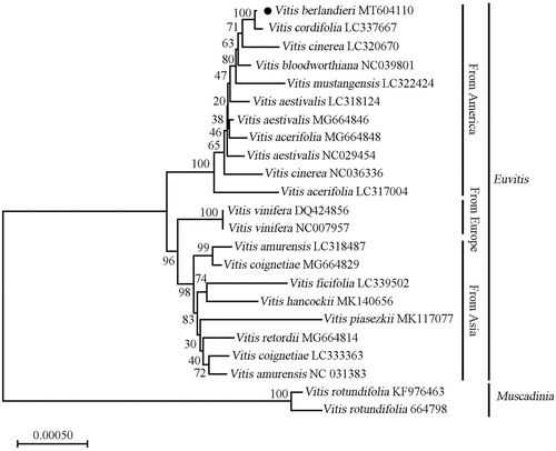 Figure 1. The phylogenetic relationship of 23 species within the Vitis species based on neighbour-joining analysis of chloroplast genomes. The bootstrap values were based on 1000 replicates and were shown next to the nodes.
