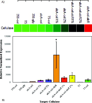 Figure 4. Expression comparison of cellulase genes between different E. coli strains. Clustergram showing all sorted samples, based on the expression intensity (red demonstrate the highest expression level and green the lowest level) (A). Expression variations between different E. coli strains (B).