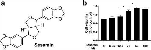 Figure 1. Effects of sesamin on the cell viability of HUVEC.