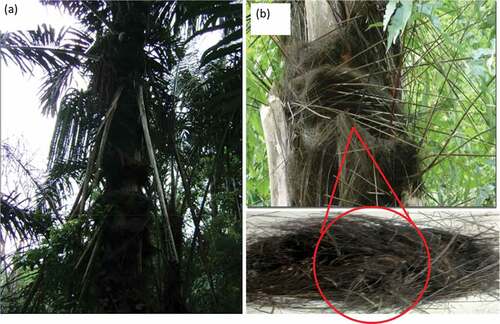 Figure 1. (a) Sugar palm tree and (Ishak et al. Citation2013a) (b) Sugar palm fiber.