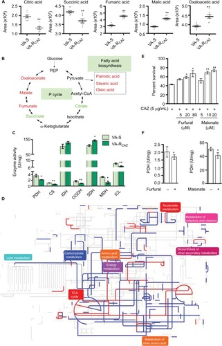 Figure 5 P cycle and energy metabolism in VA-RCAZ.Notes: (A) Abundance of five metabolites in the P cycle. (B) Flux of the P cycle and biosynthesis of fatty acids in VA-RCAZ compared with VA-S. (C) Activity of enzymes (PDH, CS, IDH, OGDH, SDH, MDH, and ICL) in the P cycle. Overnight VA-S and VA-RCAZ were diluted to 1:100 using fresh 3% NaCl LB medium and grown at 30°C for 3 hours. (D) Interactive Pathways Explorer (iPath) analysis. Metabolic network pathways in VA-RCAZ were analyzed with iPath 2.0 (http://pathways2.embl.de/iPath2.cgi#). Analyses of the 42 differential metabolites (the other metabolites are not recognized in the metabolic network pathways). Red: increase; blue: decrease. (E) Percent survival of VA-S in the presence or absence of inhibitors (furfural and malonate). Overnight VA-S were incubated with CAZ (5 μg/mL) plus furfural (5, 20, and 80 μM) or malonate (5, 10, and 20 mM) in M9 minimal medium plus NaAc (10 mM) at 30°C for 6 hours. (F) Enzyme activity of PDH and SDH in the presence or absence of inhibitors (furfural and malonate). Overnight VA-S were incubated with furfural (80 μM) or malonate (20 mM) in M9 minimal medium plus NaAc (10 mM) at 30°C for 6 hours. Results (A, C, E, and F) are displayed as mean ± SEM, and significant differences are identified as determined by Student’s t-test. *P<0.05, **P<0.01. At least three biologic repeats were carried out.Abbreviations: CAZ, ceftazidime; ICL, isocitrate lyase; IDH, isocitrate dehydrogenase; MDH, malate dehydrogenase; P cycle, pyruvate cycle; PDH, pyruvate dehydrogenase; SDH, succinate dehydrogenase; TCA, tricarboxylic acid; VA-RCAZ, ceftazidime-resistant Vibrio alginolyticus; VA-S, ceftazidime-sensitive Vibrio alginolyticus.