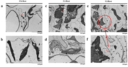 Figure 4. Ca distribution subcellular localization by means of 120 kV transmission electron microscopy (TF20, Jeol 2100 F, USA) of wide-type duckweed with or without 50 μM Cd stress. a&b. The root of wide-type duckweed without 50 μM Cd stress. c&d. The root of wide-type duckweed with 50 μM Cd stress for 24 h. e&f. The root of wide-type duckweed without 50 μM Cd stress for 24 h, and f is the enlarged picture of e.