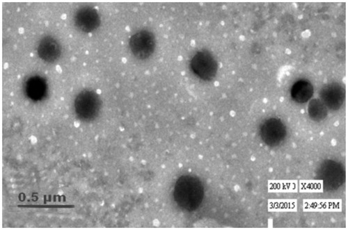 Figure 3. Transmission electron micrograph of optimized transfersome.