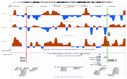 Figure 2. An UCSC genome browser panel with custom tracks displaying the differences in H3K4me3 (top), H3K27me3 (middle) and H3K9me3 (bottom) chromatin profiles between the XX-DSD male and his XY-father in a small region 158 kb downstream of the RevSex duplication containing a transcription factor/CTCF binding sites (UCSC genome browser track “HMR Conserved Transcription Factor Binding Sites”) called DMR2 in Table 1 and marked B in the figure. The upstream binding site (red line) corresponds to a DNaseI hypersensitivity site and is also predicted to bind SRY and SOX9 (corresponds to the SRY-2/SOX9 site in Fig. 1). The downstream binding site (green line) contains a CTCF binding site (ENCODE immunoprecipitation data) and a putative SRY binding site 3 kb downstream. It is important to note that SRY and SOX9 binding sites are computationally predicted based on human, mouse and rat conservation of binding sites as described in the Transfac database and have not been validated experimentally (see UCSC genome browser table “HMR Conserved Transcription Factor Binding Sites” description for more details).