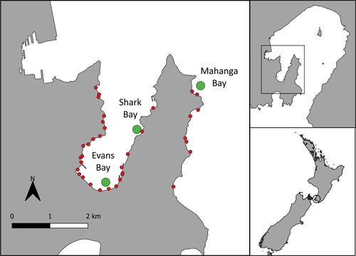 Figure 1. Left: Map of study sites in Wellington Harbour, New Zealand. The green circles mark the three sample sites: Evans Bay, Shark Bay, and Mahanga Bay. The red circles represent stormwater pipe outlets (Wellington City Council, n.d.). Note the higher concentration of stormwater pipe outlets closer to the Evans Bay site. Right: Map of the wider Wellington Harbour. Inset shows the location relative to Aotearoa New Zealand.