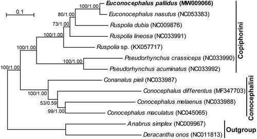 Figure 1. The maximum-likelihood tree of the subfamily Conocephalinae based on the 13 protein-coding genes and two ribosomal RNA genes. Anabrus simplex and Deracantha onos from closely related subfamilies served as outgroup taxa to root the tree. Bootstrap values (in percentage) for the maximum-likelihood method and Bayesian’s posterior probability values for the Bayesian inference are shown at nodes. GenBank accession numbers for each taxon are provided in parenthesis.