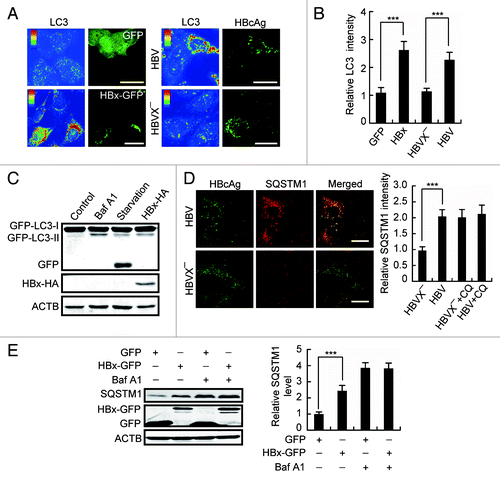 Figure 3. HBx inhibits autophagic degradation. (A) Pseudocolor-coded images showing LC3 intensity in Huh7 cells expression of GFP, HBx-GFP, HBV, or HBVX−. (B) Quantification of the relative mean LC3 intensity per cell in cells expression of GFP, HBx-GFP, HBV, or HBVX−, n = 30. (C) L02 cells stably expressing GFP-LC3 were either starved or treated with 100 nM bafilomycin A1 (Baf A1) for 12 h or transfected with HBx-HA for 48 h. Then the cells were analyzed by western blot using anti-GFP antibody. Note the production of GFP fragment. (D) Huh7 cells transfected with HBV or HBVX− were fixed and stained with HBcAg and SQSTM1 antibodies at 48 h post-transfection. Quantification shown on the right represents the relative fluorescence intensity of SQSTM1 in cells expressing HBV or HBVX− in the presence or absence of 50 µM chloroquine (CQ), n = 30. (E) Huh7 cells with GFP or HBx-GFP expression were treated with 100 nM Baf A1 for 12 h. The cellular SQSTM1 level was analyzed by western blot. Quantification shown on the right represents the relative SQSTM1 levels of the cells normalized to ACTB, and the fold change vs. GFP-expressing control cells was quantified from 3 independent experiments. All the quantitative data are presented as mean ± SEM ***P < 0.001. Scale bars: 20 µm.