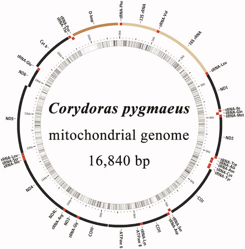 Figure 2. Gene map of the Corydoras pygmaeus mitochondrial genome.