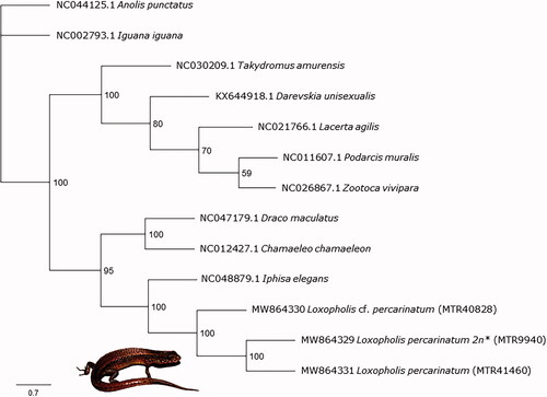 Figure 1. Maximum likelihood phylogenetic tree of thirteen squamate mitochondrial genomes that shows the placement of Loxopholis percarinatum complex. *Karyotype information from Laguna et al., (2010). The picture shows a specimen of L. percarinatum.