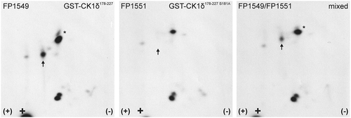 Figure 4. Two-dimensional phosphopeptide analysis of GST-CK1δ178−227 and phosphorylation site mutant GST-CK1δ178−227 S181A after phosphorylation by Chk1.GST-CK1δ178−227 (FP1549) and GST-CK1δ178−227 S181A (FP1551) were phosphorylated by Chk1 in vitro and subsequently processed for two-dimensional phosphopeptide analysis. Sample loading points are indicated by black crosses, the polarity of electrophoretic separation (first dimension) is indicated by (+) and (-). Arrows indicate positions of a phosphopeptide with altered intensity. The peptide marked with the asterisk (*) is supposed to be an oxidation artifact of the lower peptide.