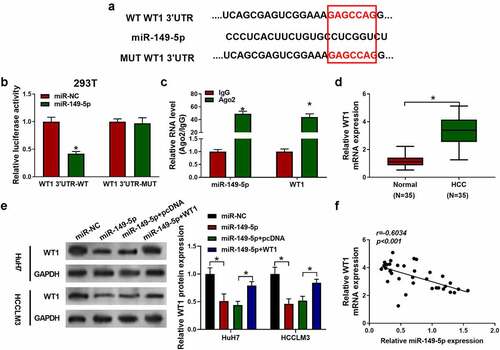 Figure 5. MiR-149-5p directly targeted WT1 in HCC. (a) The predicted binding sites between miR-149-5p and the 3ʹ-UTR of WT1 or MUT WT1. (b) The interactions of miR-149-5p with wild-type WT1 or mutated WT1 were verified by dual luciferase reporter assay (*P < 0.05 vs. miR-NC group). (c) Cells were transfected with miR-149-5p mimics or miR-NC (negative control). The amount of miR-149-5p and WT1 in HEK-293 T cells was detected after Ago2 RNA immunoprecipitation (RIP) (*P < 0.05 vs. IgG group). (d) qRT-PCR analysis of the expression of WT1 in normal and HCC tissues (n = 35, *p < 0.05 versus Normal). (e) Immuno-blotting analysis of WT1 expression after transfection with miR-149-5p mimics or WT1 pDNA as indicated, miR-NC and pcDNA were used as the negative control (*P < 0.05 versus miR-NC or “miR-149-5p+pcDNA”). (f) The correlation between miR-149-5p and WT1 mRNA expression. Data were presented as mean±SEM (n ≥ 3)