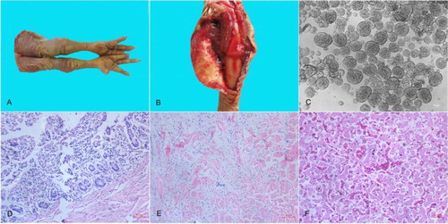 Figure 1. Pathologic and histopathologic changes in broilers and monolayer LMH cells infected by LY383. Diseased broilers showed (A) arthritis/tenosynovitis; (B) Swelling, oedema, and haemorrhages in the tendons. (C) The CPE of LMH cells manifested as numerous cells fused into discs of varying sizes. Histopathologic analysis of lesions in the small intestine showed (D) villous atrophy, the tendon showed (E) interstitial inflammation and loose connective tissue stroma, and the liver showed (F) fatty degeneration of hepatocytes, and severe haemorrhage accompanied by lymphocyte infiltration.