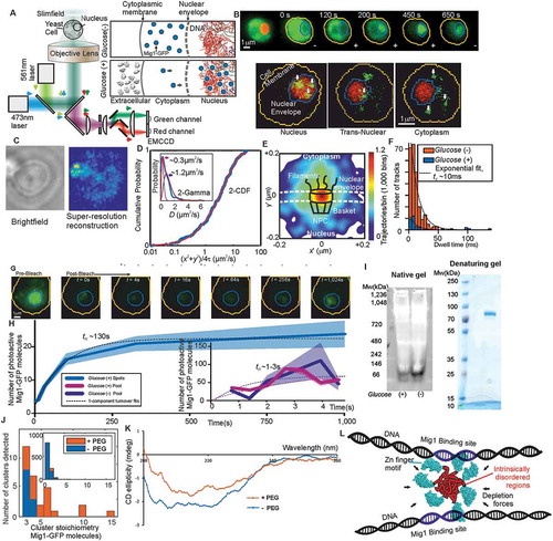 Figure 1. TFs form clusters in eukaryotic cell. (a) Schematic of millisecond Slimfield microscopy. (b) Fluorescence imaging of Mig1-GFP (green) with nucleus indicated (red) by Nrd1-mCherry, showing different cellular locations, stoichiometry determined by step-wise photobleaching that can be measured using Fourier analysis and edge-detection filters [Citation52,Citation79,Citation80]. (c) STORM imaging using Mig1-mEos2. (d) Mobility analysis for cumulative distribution function (CDF) and Gamma fits. (e) Mig-GFP localization through a nuclear pore complex. (f) Dwell time for tracks translocating the nuclear envelope. (g) Images and (h) analysis for FRAP indicating turnover of nuclear Mig1-GFP. (i) Native and denaturing gels on purified Mig1-GFP. (j) Mig1-GFP cluster stoichiometry in presence/absence of molecular crowding. (k) Circular dichroism spectra in presence/absence of molecular crowding. (l) Cartoon model for shape of a Mig1 cluster in vicinity of DNA strands.