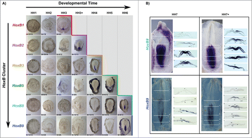 Figure 7. Temporal collinearity of HoxB cluster activation in the early chick embryo. (A) HoxB cluster expression by in situ hybridization evidences temporal collinearity of gene expression activation. The developmental stages where over 50% of the tested embryos were stained (as indicated by N in each figure) was considered the first stage of gene activation. (B) Transverse section analysis of HoxB8 and HoxB9 expression patterns in sequential developmental stages evidences that HoxB8 is expressed in the embryo proper before HoxB9. hn – Hensen's node; ps – primitive streak; ect – ectoderm; end – endoderm; epi – epiblast; hyp – hypoblast; nt – neural tube.