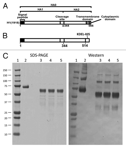 Figure 1. Expression of Hemagglutinin protein in plants and purification. (A) A schematic of the HA0 protein structure with described domains. (B) Schematic of HA0 protein expressed in planta lacking transmembrane and cytoplasmic domains and containing poly-His tag and HDEL retention sequence. (C) Three representative lots of HA protein analyzed by SDS-PAGE (left panel; lanes 3–5; 0.5 µg/lane). Recombinant HA protein from Sino Biological Inc. was used as a positive control (lane 2; 0.38 µg/lane). Precision plus protein molecular weight standards were used as size markers (lane 1). The same proteins were loaded at 7ng/lane and visualized by anti-HA Western, using an HA-specific monoclonal antibody (Sino Biological Inc.).