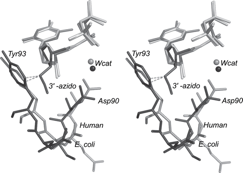 Figure 3.  Stereo image of a model of azido-ddUTP·Mg binding to the human and E. coli dUTPases. Parts of the bacterial dUTPase in complex with the substrate analog α,β-imido-dUTP.Mg (PDB ID: 1rn8) were structurally aligned with the corresponding parts of the human dUTPase, also in complex with the imido-analog (2hqu). The selected parts carry the groups that may interfere directly with an azido-group at the 3′position of the ribose moiety of a bound dUTP. The 3′azido-dideoxythymidine part (AZT) of the 3′azido-dideoxy-TDP·Mg, as it appears in complex with nucleoside diphosphate kinase (1lwx), was superimposed on the imido-analog bound to the human enzyme, using matching atoms of the two nucleotides. The AZT is shown in a darker nuance. The dashed lines mark the distances (~1.7 å) from the N39 of the modeled azido group to the closest ring carbon of the strictly conserved tyrosine, in the respective enzyme. The position of the putative substrate water molecule (Wcat) in the respective complex is indicated. Residues are numbered according to their position in the bacterial enzyme. (Figure generated with PyMol™, Copyright © 2006 DeLano Scientific LLC.)