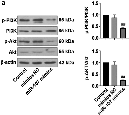 Figure 5. MiR-107 overexpression suppressed the PI3K/Akt signaling pathway in FaDu cells. (a) After transfection for 48 h, the protein levels of p-PI3K, PI3K, p-Akt, and Akt were evaluated.