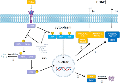 Figure 7 Potential molecular mechanism involved in the therapeutic effects of engeletin for IDD.