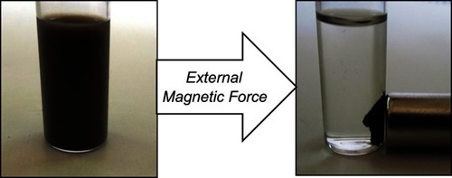 Figure 7 Magnetic separation of enzyme-loaded polymer-grafted nanoparticles from the reaction mixture using a magnet.