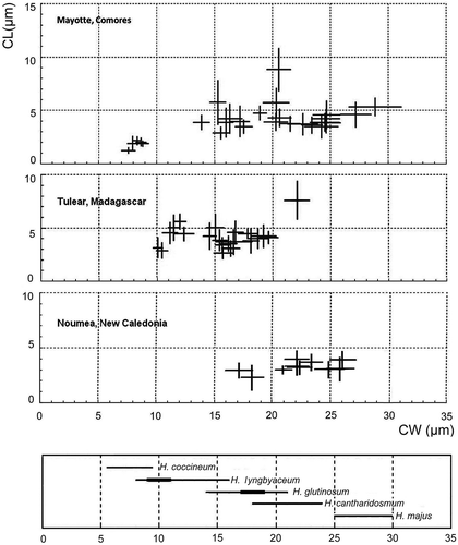 Fig. 16. Cell dimensions: cell width (CW) vs. cell length (CL) plotted as ‘cross diagrams’ of means ± standard deviation for Hydrocoleum populations from three different geographic locations: Mayotte, Tulear and Noumea presented as cross diagrams of cell width vs cell length for each population. Cell dimensions are measured as means ± standard deviation. The area covered by the crosses in each diagram, with arms extending one standard deviation on each side of the mean, include about 63% of the sample (about 95% of the cells measured scatter over the field outlined by two standard deviation distance from the mean value). The areas marked by crosses include about 63% of the sample. The lowest diagram shows the size ranges of different Hydrocoleum species as described by Gomont (Citation1892).