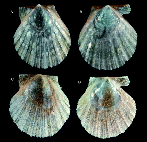 Figure 17.  Pseudamussium spp., young specimens. (A,B) P. sulcatum, Ø 4.0 mm, western Norway, Korsfjord, depth 260–250 m (SMNH 20130). (C,D) P. peslutrae, Ø 3.8 mm, BIOICE#2393, off southwestern Iceland, depth 291 m (SMNH 55502).