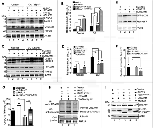 Figure 7. PHF23 mediates autophagy by promoting ubiquitination and degradation of LRSAM1. (A) Western blot analysis of endogenous LC3B-II levels in U2OS cells transfected with the indicated plasmids for 24 h. CQ (25 μM) was added for the last 4 h. (B) Quantification of amounts of LC3B-II relative to ACTB in cells treated as in (A). The average value in control vector-transfected cells was normalized as 1. Data are means ± SD of results from 3 experiments (*P < 0.05). (C) Western blot analysis of endogenous LC3B-II levels in U2OS cells transfected for 48 h with different siRNAs and then treated with CQ (25 μM) for the last 4 h. (D) Quantification of LC3B-II levels relative to ACTB in cells treated as in (C). The average value in siControl-transfected cells (lane 1) was normalized as 1. Data are means ± SD of results from 3 experiments (*P < 0.05, **P < 0.01). (E) HeLa cells stably expressing GFP-LC3B were cotransfected with different siRNAs for 48 h. Levels of free GFP were analyzed by protein gel blot. (F) Quantification of free GFP levels relative to ACTB in cells treated as in (E). The average value in siControl-transfected cells was normalized as 1. Data are means ± SD of results from 3 experiments (*P < 0.05, **P < 0.01). (G) U2OS cells were cotransfected with polyQ80-luciferase (or polyQ19-luciferase) and the indicated siRNAs for 48 h. PolyQ80 /polyQ19 ratios were analyzed using the Dual Luciferase Reporter System (*P < 0.05, **P < 0.01). (H) HEK293 cells were transiently transfected with different combinations of mammalian expression vectors for FLAG-ubiquitin, PHF23, PHF23PHDΔ, and LRSAM1. After 24 h, cells were treated with 10 μM MG132 for 6 h. The cells lysates were then immunoprecipitated with an anti-LRSAM1 antibody and probed with an anti-ubiquitin antibody. (I) HEK293 cells were transiently transfected with different combinations of mammalian expression vectors for PHF23, PHF23PHDΔ, and LRSAM1 for 24 h, cells were treated with 10 μM MG132 for 6 h. The cells lysates were then probed with anti- LRSAM1 and PHF23 antibodies. ACTB was used as the loading control.