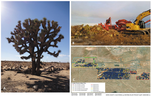 Figure 2. A. majestic Joshua tree in subsection 2 of the planned Aratina solar farm. B. Cut and displaced Joshua trees that had to give way to renewable energy developments in the western Mojave Desert in 2016, see (Basin & Range Watch, Citation2021). C. Joshua tree survey (Environmental Impact Report [EIR] Aratina project, 2021; (Aratina Solar Project. Draft Environmental Impact Report, Citation2022)).