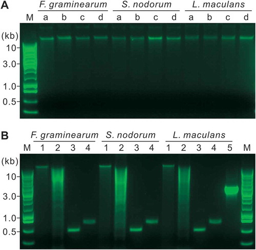 Fig. 2 (Colour online) Quality assessment of the DNA extracted by the APHL protocol on 1% agarose gels. M, Promega 1-kb DNA ladder. a, Five-hundred  ng of DNA in a volume of 10 μL was analysed. The DNA was extracted from mycelia derived from YPG media inoculated with conidia (a) or mycelia (b), or YPG/sand inoculated with conidia (c) or mycelia (d). b, The DNA in (c) were further analysed. 1, Three-hundred ng of DNA in a volume of 10 μL were incubated at 37°C for 2.5 h; 2, Three μg DNA in a volume of 50 μL were digested with Hind III at 37°C for 2.5 h; 3–5, PCR products from 50 ng DNA templates using the primer pair ITS1/ITS4 (3), H729/H730 (4) or 13059/13062 (5).