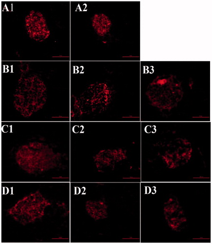 Figure 7. β cell area (insulin immunostaining, shown as a red color) of the pancreas in mice of various ages in each treatment group. A1, 7-week-old C57 mice; A2, 7-week-old db/db mice; B1, 12-week-old C57 mice; B2, 12-week-old vehicle-treated db/db mice; B3, 12-week-old SB203580-treated db/db mice; C1, 14-week-old C57 mice; C2, 14-week-old vehicle-treated db/db mice; C3, 14-week-old SB203580-treated db/db mice; D1, 16-week-old C57 mice; D2, 16-week-old vehicle-treated db/db mice; D3, 16-week-old SB203580-treated db/db mice.