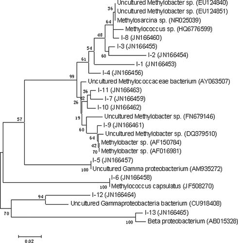 Figure 5. Neighbor-joining tree depicting phylogenetic relationships of type I methanotrophic populations detected in microcosms by nested PCR-DGGE.