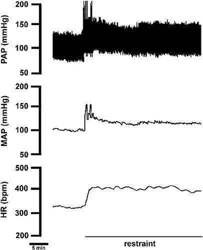 Figure 1  Recording from one rat illustrating the effect of acute restraint stress on pulsatile arterial pressure (PAP), MAP and HR. Note the sustained arterial pressure and HR increase during the entire restraint period.