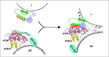 Figure 7. A schematic model for autophagosome maturation via the interaction between ATG5 and TECPR1. The autophagosomal membrane binding mode of the ATG12–ATG5-ATG16 complex is still unclear.Citation49,58,59 The primary ATG5-binding region is the AFIM within the α-helix in both ATG16L1 and TECPR1 and is indicated by the red bar. Additional interactions involving the C-terminal unstructured loop of TECPR1 denoted by the transparent purple circle may play a critical role in the interaction swap with ATG16L1. Furthermore, the lower pH near the lysosomal membrane may trigger tighter binding between ATG5 and TECPR1. The pleckstrin homology domain indicated by the pink star has been proposed to be embedded within TECPR1 before fusion and then exposed upon ATG5-TECPR1 complex formation for an additional interaction with PtdIns3P to enable membrane fusion.Citation21 AP, autophagosome; L, lysosome.