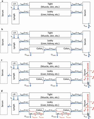 Figure 3. Scheme of mPBPK/TE model for the CNTO 5048 interaction with TNF in serum and colon. (a) Basic second-generation minimal PBPK was used to characterize serum CNTO 5048 pharmacokinetics; (b) Colon compartments were incorporated into the basic mPBPK model to characterize colon CNTO 5048 distribution; (c) TMDD in the serum compartment was integrated into Model B to characterize the free TNF profile in serum; and (d) TMDD in the colon compartment was added to Model C to characterize the free TNF dynamics in colon.