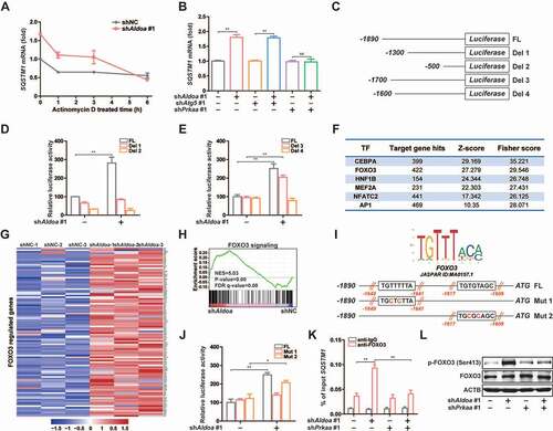 Figure 6. ALDOA restricted SQSTM1 transcription by controlling AMPK-FOXO3 signaling. (A) Quantitative real-time PCR analysis of SQSTM1 mRNA in J774A.1 cells stably expressing Aldoa shRNA, stimulated with Actinomycin D (10 μM) for different time. (B) Quantitative real-time PCR analysis of SQSTM1 mRNA in J774A.1 cells stably expressing shRNA against Aldoa and Atg5 or Prkaa. (C) Schematic representation of the different luciferase reporter constructs of the 5ʹ deletions SQSTM1 promoter. (D and E) Analysis of SQSTM1 promoter in response to ALDOA knockdown. The different 5ʹ deletions of the SQSTM1 promoter luciferase reporter constructs were transfected into MEFs cells stably expressing Aldoa shRNA and luciferase activity was measured as described. (F) Transcription factors enriched for the ALDOA knockdown-upregulated genes identified by promoter binding site analysis. (n = 782 upregulated genes). (G) Heatmap of FOXO3 regulated genes from three independent samples in J774A.1 cells stably expressing Aldoa shRNA vs nonspecific control shRNA. Gene expression values were colored red for high abundance and blue for low abundance. (H) GSEA analyses of FOXO3 signaling gene sets in J774A.1 cells stably expressing Aldoa shRNA vs nonspecific control shRNA. (I) Sequence logo of FOXO3 reverse complement (top). Schematic representation of the different luciferase reporter constructs of the SQSTM1 promoter mutants (bottom). (J) Analysis of SQSTM1 promoter specific mutants in response to ALDOA knockdown. The specific mutants of the SQSTM1 promoter luciferase reporter constructs were transfected into MEFs cells stably expressing Aldoa shRNA and luciferase activity was measured. (K) Chromatin from J774A.1 cells stably expressing shRNA against Aldoa and Prkaa was analyzed for recruitment of FOXO3 to the regulatory region of the SQSTM1 promoter by ChIP-qPCR. (L) Immunoblot analysis of p-FOXO3 (Ser413) and FOXO3 in J774A.1 cells stably expressing shRNA against Aldoa and Prkaa. Data are presented as mean ± SD (n = 3). *P < 0.05, **P < 0.01.