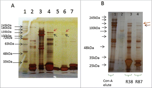 Figure 1. Immunoprecipitation (IP) of platelet lysates, prepared under native conditions (Panel A) or activated with thrombin (Panel B). Solubilized proteins contained in platelet lysates were subjected to immunoprecipitation with scFv antibodies, immobilized on Protein-A agarose resin. Elution fractions collected were analyzed by SDS-PAGE (10% acrylamide). Panel A: Lane 1: molecular weight marker; Lane 2: scFv alone (no IP); Lane 3: platelet lysate alone (no IP); Lane 4: IP with O52; Lane 5: IP with no scFv (control); Lane 6: IP with R87; Lane 7: IP with N87. It is to be noted that 2 separate gels are presented in Panel A. Panel B: Lane 1: platelet lysate alone (no IP); Lane 2: molecular weight marker; Lane 3: IP with scFv R38; Lane 4: IP with scFv R87.
