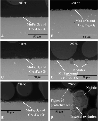 10 Cross-section microstructures of 347HFG steel exposed at elevated temperatures showing different rate of degradation
